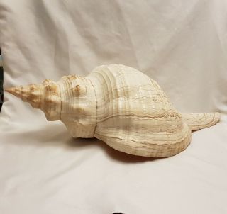 Extra Large 17.  5in Horse Conch Seashell - Pleuroploca Gigantea - 450mm Shell Hc1