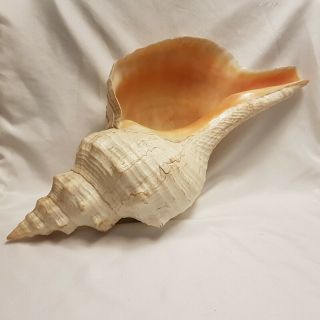 Extra Large 17.  5IN Horse Conch Seashell - Pleuroploca Gigantea - 450MM Shell HC1 2