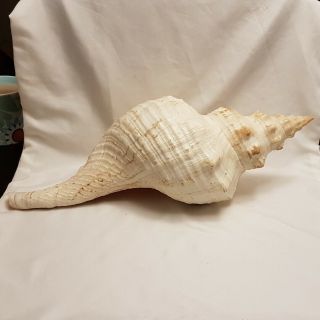 Extra Large 17.  5IN Horse Conch Seashell - Pleuroploca Gigantea - 450MM Shell HC1 3