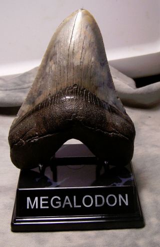 Megalodon Shark Tooth Fossil 5 1/4 " Fossil Teeth Jaw Megladon Giant W/display