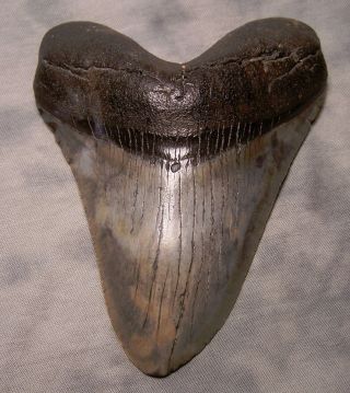 megalodon shark tooth fossil 5 1/4 