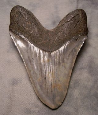 megalodon shark tooth fossil 5 1/4 