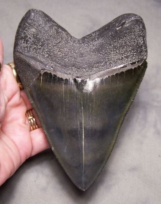 megalodon shark tooth 4 7/8 