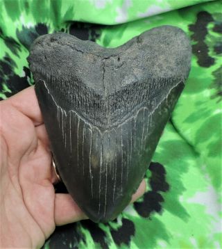Megalodon Sharks Tooth 5 1/8  Inch No Restorations Fossil Sharks Teeth Tooth