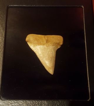 Fossil Great White Shark Tooth (xxl 2 9/16 ", ) Museum Quality