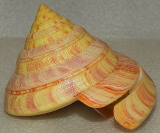 Seashell Entemnotrochus Rumphii 107.  3x98mm W/o Still Rare