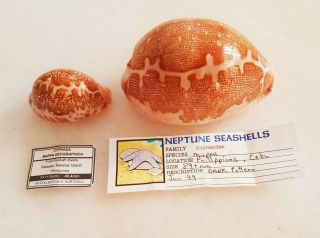 Seashell Cypraea Mappa Giant & Mappa Geographica Maresinica Shell