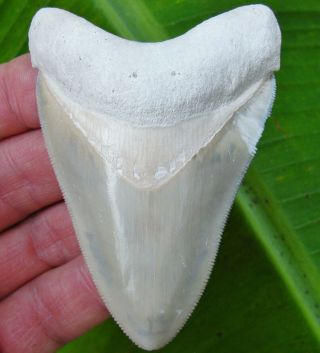 Large Bone Valley Megalodon Fossil Shark Tooth Florida Teeth