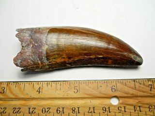Carcharodontosaurus - African T - Rex Tooth - 3 5/16 " Great Serrations - $400.  00