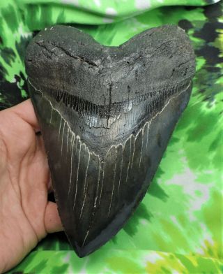 Megalodon Sharks Tooth 6 1/8  Inch Huge Fossil Sharks Teeth Tooth