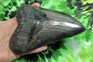 Megalodon Sharks Tooth 6 1/8  inch HUGE fossil sharks teeth tooth 2