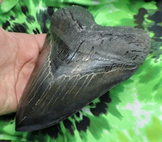 Megalodon Sharks Tooth 6 1/8  inch HUGE fossil sharks teeth tooth 3