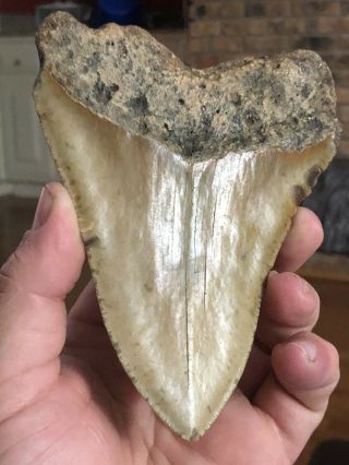 23 Huge 5 1/4 " Megalodon Giant Shark Tooth Teeth Extinct Fossil Megladon