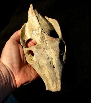 Extinctions - Large Oreodont Skull Fossil W/teeth Intact - Very Affordable