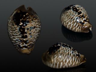 Seashell Cypraea Mus Tristensis Crazy Dark And Contrast Pattern 56.  8 Mm