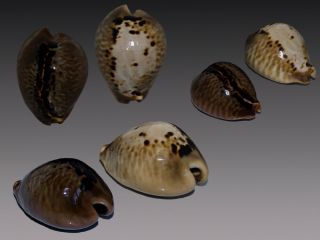 Seashell Cypraea Mus Black And White.  Set F,  /gem