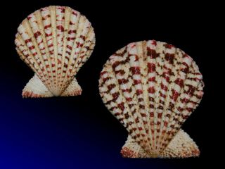 Seashell Gloripallium Maculosum Fantastic Specimen Very Rare Species 51.  1 Mm