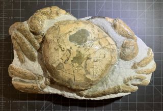 Tumidocarcinus Giganteus Fossil Crab From The Miocene Southern Zealand