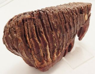 6 1/2 " X 2 1/4 " X 4 " Woolly Mammoth Tooth W/ Roots (801)
