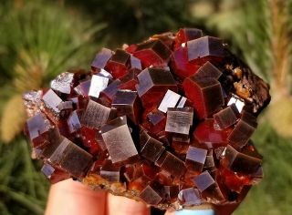 Sweet Glowing Black Cherry Red Vanadinite Crystals On Matrix From Morocco (: (: