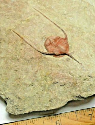 Ampyx (lonchodomas) Trilobite Fossil From Morocco