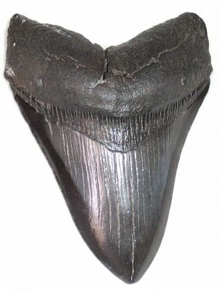 Complete 4 3/4 " Fossil Megalodon Shark Tooth