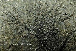 Big Remarkable Devonian Brachiopod With Branching And Encrusting Bryozoans