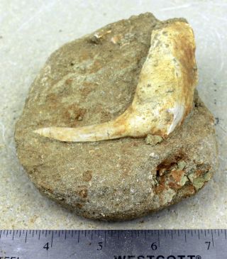 Enchodus Tooth (saber Tooth Salmon) Plus 12 Other Fossils • Special Listing