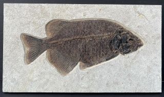 An Fossil Fish Phareodus Encaustus From The Eocene Of Wyoming