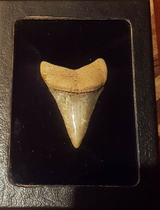 Fossil Great White Shark Tooth (2 3/16 - ") Museum Quality