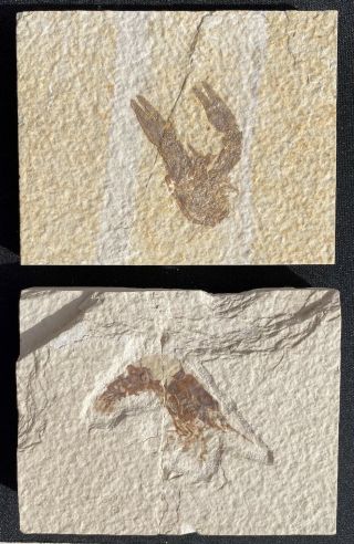 Prawn And Crayfish Fossils From The Eocene Of Wyoming