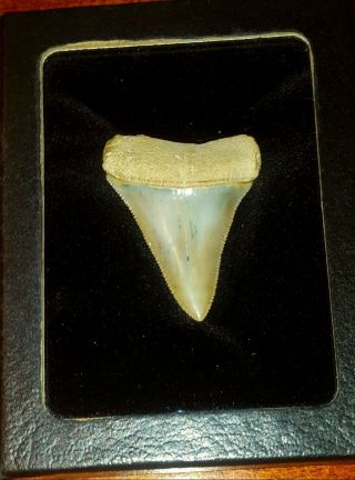 Fossil Great White Shark Tooth (2 1/16 ", ) Museum Quality