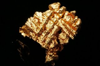 Aesthetic Native Gold Crystal Cluster 16 - To - 1 Mine,  California - Ex.  Brown