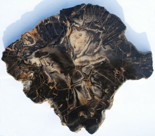 Large,  Heavy,  Polished Nevada Petrified Wood Round - Conifer
