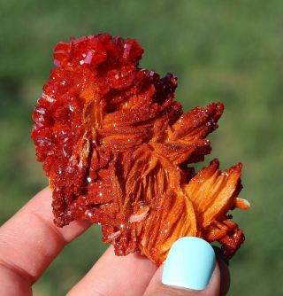 Wow Lustrous Bright Cherry Red Vanadinite Crystals On Barite From Morocco (: (: