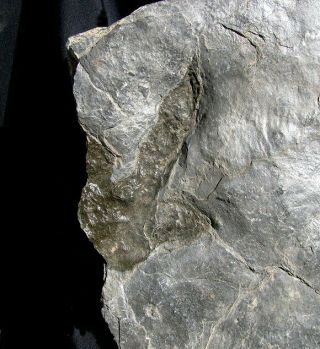 Extinctions - Large Grallator Dinosaur Track Fossil - Real & Very Affordable