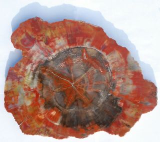 Large,  Colorful Arizona Petrified Wood Round