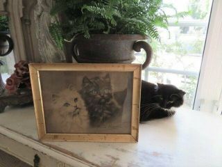 THE BEST Old Vintage Black & White PRINT 2 KITTENS CATS Framed Adorable 3