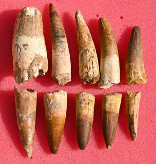 Ten Spinosaurus Teeth,  From Morocco