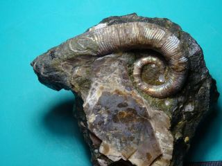 Ammonites Acrioceras Furcatum Heteromorph Кавказ меловой период