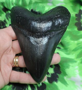 Megalodon Sharks Tooth 4 7/8  Inch Fossil Sharks Teeth Tooth