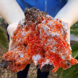 Fine 4 1/2 Inch Vibrant Orange/red Adelaide Mine Crocoite Crystals On Gibbsite