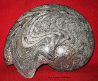 Fossil Ammonite Goniatite 9x6.  50x4 " 7 - Lbs 12.  5 - Oz Devonian Rare Markings Morocco