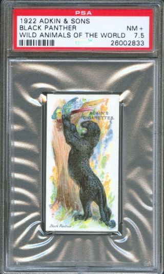 1922 Adkin & Sons Black Panther Wild Animals Of The World Trade Card Psa 7.  5