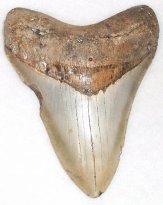Large Complete 5 7/16 " Fossil Megalodon Shark Tooth