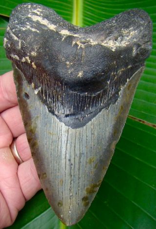 Megalodon Shark Tooth 5 In.  Huge Size - Real Fossil - No Restorations