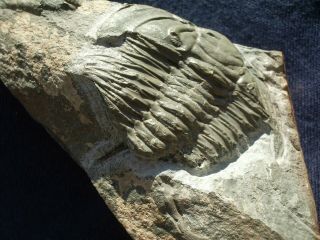 Rare Trilobite Longianda Termieri Lower Cambrian Morocco