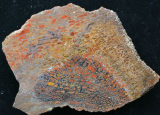 Gem Agatized Dinosaur Bone Utah Polished
