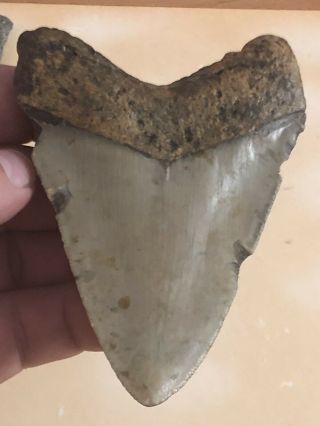 7 Huge 4 " Megalodon Giant Shark Tooth Teeth Extinct Fossil Megladon