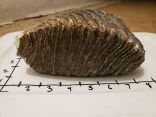 Fossil Tooth Of A Woolly Mammoth！museum Quality Pleistocene Fossil！